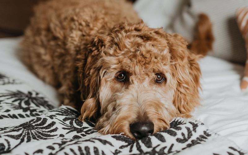 a dog lying on a bed looking
